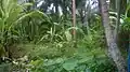 The coconut garden is green thanks to alluvium