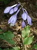 Hosta ventricosa