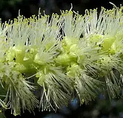 Vachellia pringlei flowers
