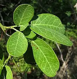 Bipinnate leaf of Vachellia pringlei