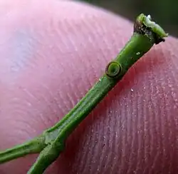 Vachellia pringlei gland on petiole