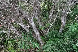 Vachellia pringlei trunk branching from base