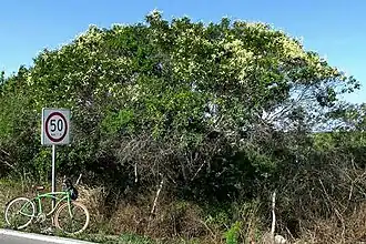 Vachellia pringlei roadside tree