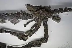 Tail and lower leg of Valdosaurus