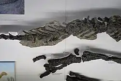 Tail and lower leg of Valdosaurus