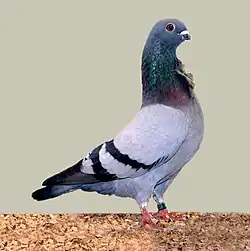 Valencian Figurita blue bar