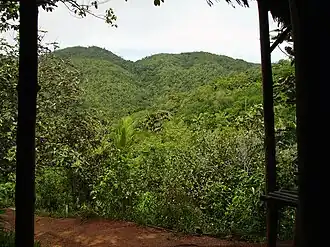 The Vallée de Mai on Praslin Island, often referred to as the Garden of Eden.