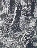 Ivy (Corner in the Garden of Saint-Paul Hospital), 1889, 92 x 72&nbsp;cm, Location unknown (F609)
