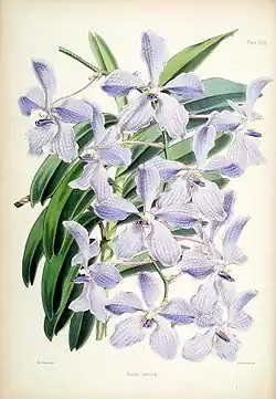 James Andrews (1860s)