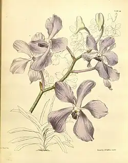 L. A. L. Constans (1853)