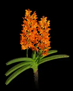 Leaves of Vanda are distichous, arranged in two opposite ranks.