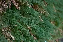 Appalachian filmyfern (Vandenboschia boschiana)
