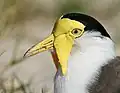 Northern race facial detail