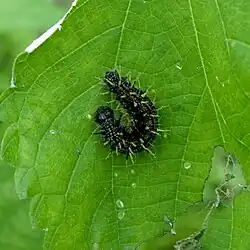 Larva