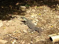 Moulting in Queensland