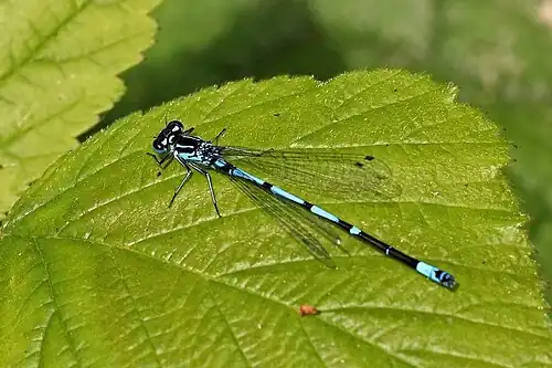 Male, shoulder stripe unbroken