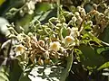 Inflorescence