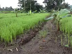 Rice in a young banana field