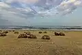 Veerampattinam beach with sea urchins