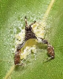 Female V. durbani guarding eggs