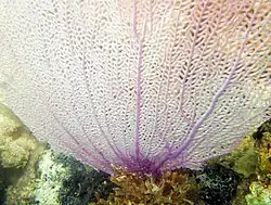 Venus fan (Gorgonia flabellum), Caribbean Sea at Goat Bay (Bahía de la Chiva) on Vieques Island, Puerto Rico