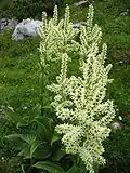 Procevin and veratramin occur, among other things, in white veratrum (Veratrum album grandiflorum).[32]