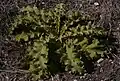 Verbascum sinuatum leaves
