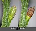 Fruits (still attached to plant) that on right with calyx removed