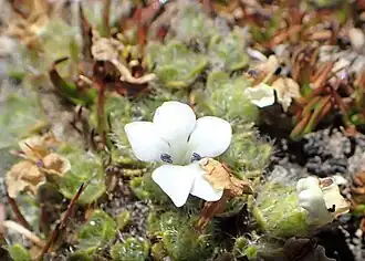 Close-up of flower