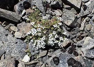 Habit