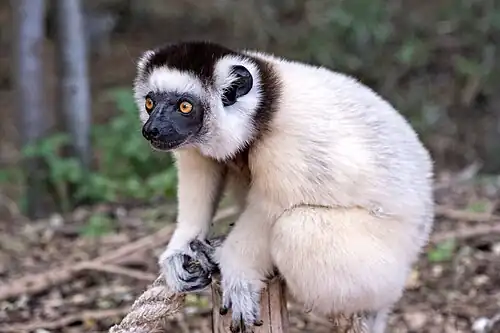 Adult Verreaux’s sifaka.