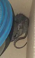 Brown mouse