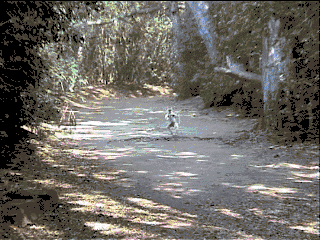 Verreaux's sifaka hopping