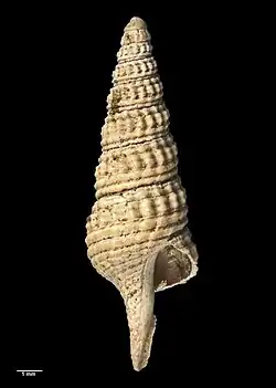 Veruturris bisculpta
