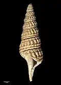 Side view of holotype