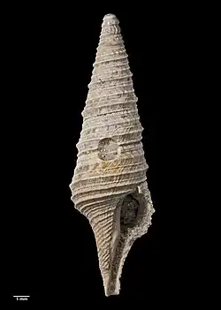 Veruturris tomopleuroides