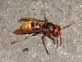 Vespa crabro f. crabro - Northern European form with restricted ferruginous markings