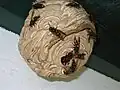 V. velutina nest