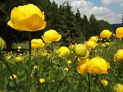 Globeflower.