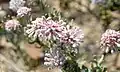 Swartruggens vexator