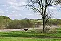 Vialky, meadow