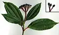 Viburnum davidii foliage and fruit