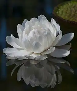 Victoria amazonica, a plant aliment though non-conventional (PANC).