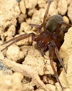 V. helicigyna
