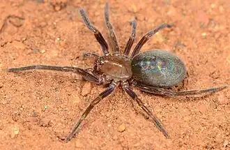 female