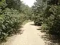 Bainam Forest