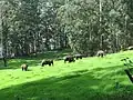 Wild Elephas in Kannan Devan Hills