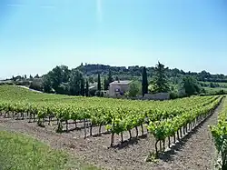 Vineyards in Pierrevert, France