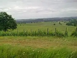 Vineyards in Aydie