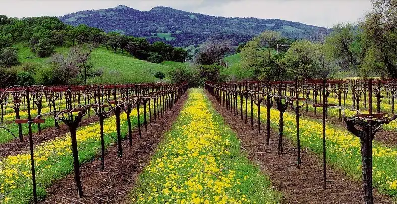 Suisun Valley vineyard below the Twin Sisters summit